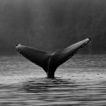 Bitcoin Whale Abruptly Moves 16,003 BTC After 5+ Yrs Silence