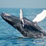 Bitcoin Whales Calm Amid Market Panic, Holdings Stay Strong