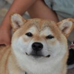 Crypto Analyst Says Dogecoin Could Rally 2,500%, Presents Possible Targets