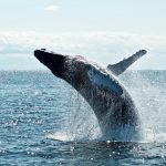 Here’s What Whales Are Doing